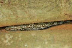 Blaesodactylus ambonihazo