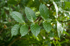 Uncaria lanosa