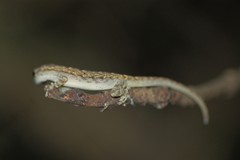 Lygodactylus tolampyae
