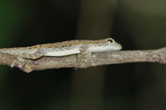 Lygodactylus tolampyae