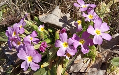Primula vulgaris rubra