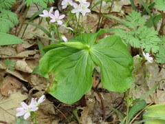 Trillium flexipes