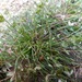 Cyperus tenellus - Photo (c) Colin Meurk, μερικά δικαιώματα διατηρούνται (CC BY-SA), uploaded by Colin Meurk