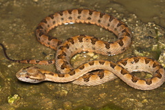 Protobothrops elegans