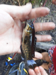 Sandelia capensis