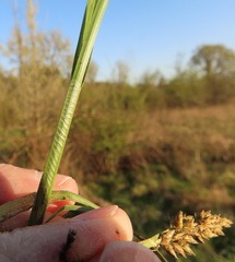 Carex densa