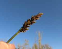 Carex densa