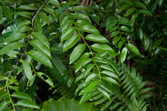 Diospyros kotoensis