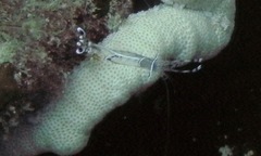 Ancylomenes longicarpus