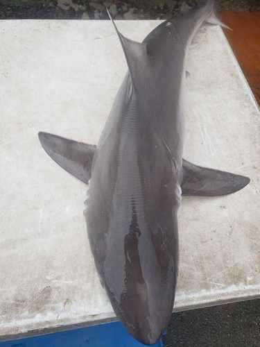 Smalltail shark (Carcharhinus porosus) — Carcharhinidae — 2