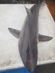 Carcharhinus porosus