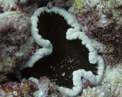 Photo of Adhesive anemone (Cryptodendrum adhaesivum)