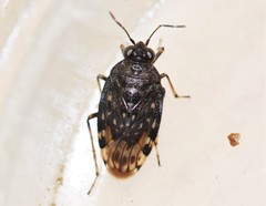 Saldula pallipes