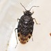 Leptopodomorpha - Photo (c) Riley Walsh, some rights reserved (CC BY-NC), uploaded by Riley Walsh