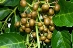 Leea philippinensis