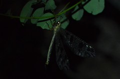 Palparini