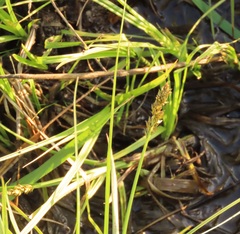 Carex densa