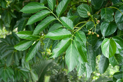 Leea philippinensis