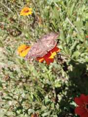 Achlyodes