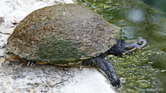 Deirochelys reticularia