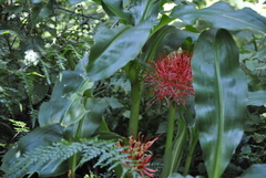 Scadoxus