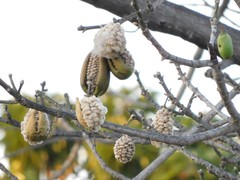 Ceiba pentandra
