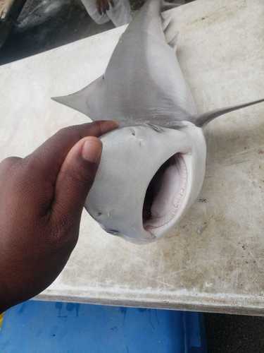 Smalltail shark (Carcharhinus porosus) — Carcharhinidae — 3