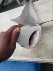 Carcharhinus porosus