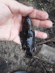 Sandelia capensis