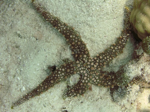 Gomophia egyptiaca