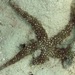 Gomophia egyptiaca