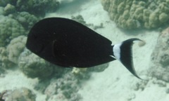 Acanthurus gahhm