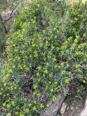 Euphorbia acanthothamnos