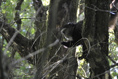 Cercopithecus mitis kandti