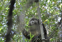 Cercopithecus mitis kandti