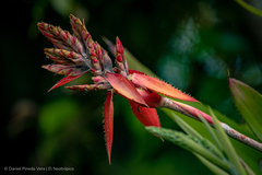 Aechmea tillandsioides