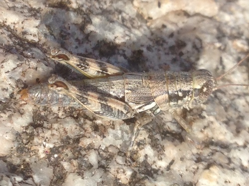 Melanoplus aridus photo 3