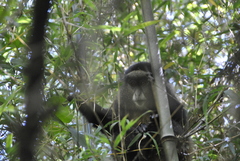 Cercopithecus mitis kandti