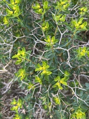 Euphorbia acanthothamnos