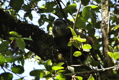 Cercopithecus mitis kandti