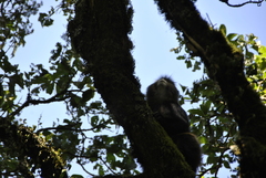 Cercopithecus mitis kandti