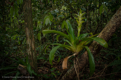 Tillandsia heliconioides