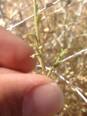 Adenophyllum cooperi