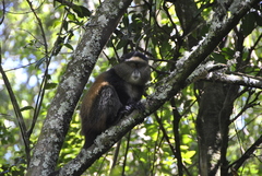 Cercopithecus mitis kandti