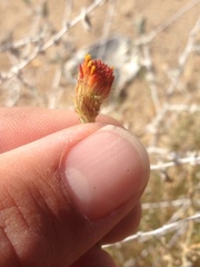 Adenophyllum cooperi