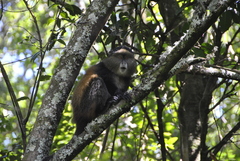Cercopithecus mitis kandti