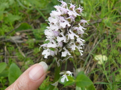 Neotinea conica