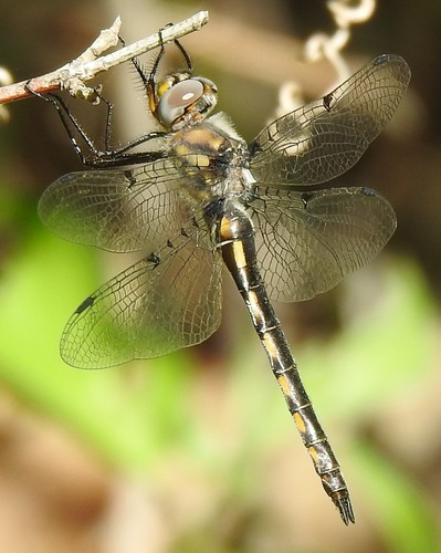 Dot-winged Baskettail photo 5