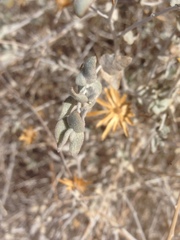 Brickellia incana