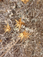 Brickellia incana